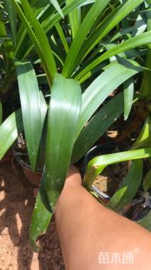 高度40厘米百子莲