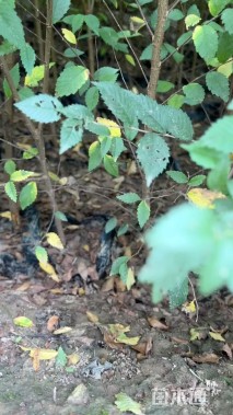 高度150厘米榆树小苗