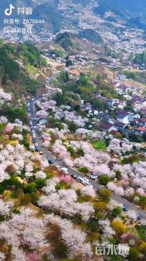 34公分染井吉野樱