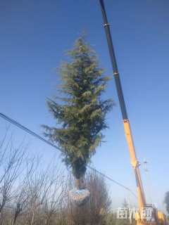 高度600厘米雪松