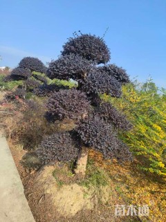 移栽苗造型罗汉松