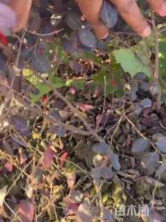 高度40厘米红花继木