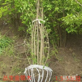 高度380厘米丛生金银木150-180-200-250