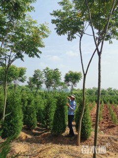 高度200厘米蜀桧