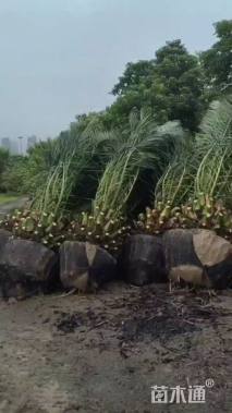 高度90厘米加拿利枣椰