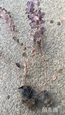 高度45厘米红花继木