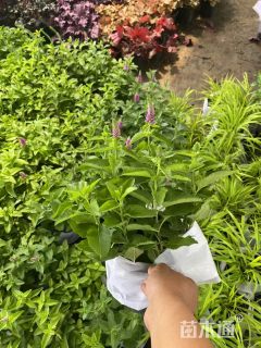 高度40厘米婆婆纳