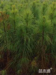 1公分湿地松
