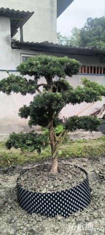 容器苗造型罗汉松