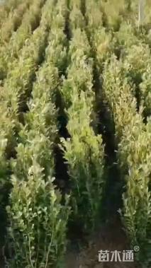 高度40厘米小叶黄杨