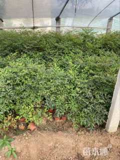 高度50厘米南天竹