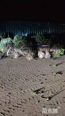 高度80厘米粉花绣线菊