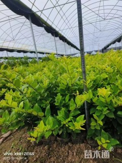 高度70厘米金森女贞