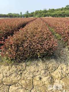 高度30厘米红叶石楠小苗