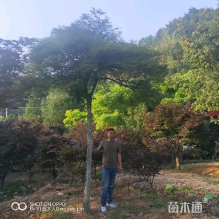 高度250厘米羽毛枫