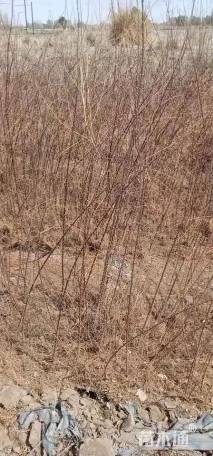 高度40厘米柽柳