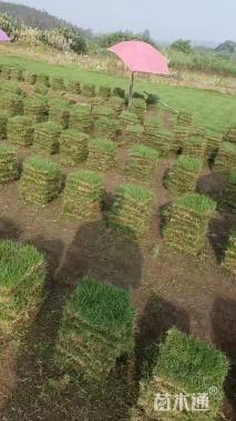 草块状马尼拉草