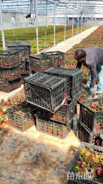 高度10厘米四季海棠