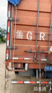 高度15厘米粉黛乱子草