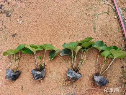 高度20厘米大吴风草