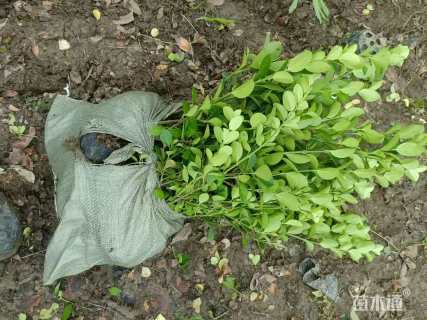 高度50厘米卫矛