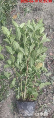 高度30厘米大叶栀子