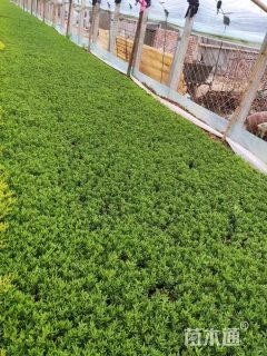 高度10厘米薰衣草