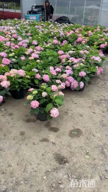 高度50厘米八仙花