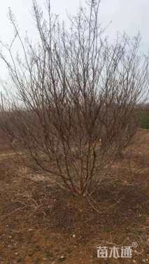 高度300厘米丛生紫薇