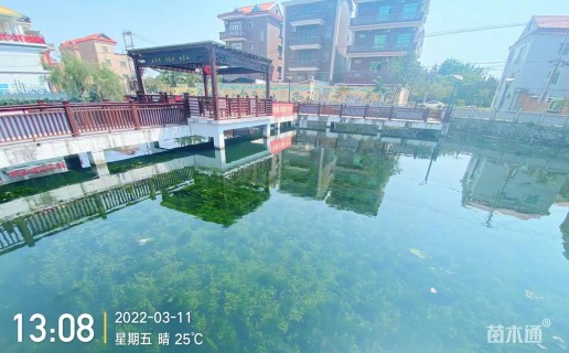 高度10厘米荇菜