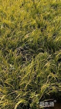 高度25厘米金叶石菖蒲