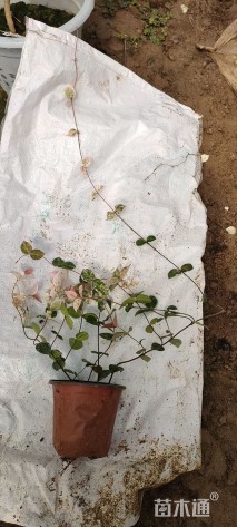40厘米花叶络石