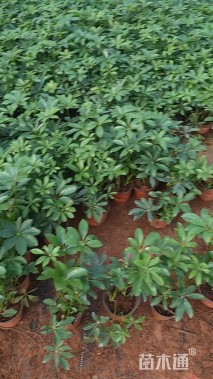 高度25厘米鸭脚木