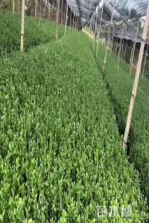 高度30厘米龟甲冬青