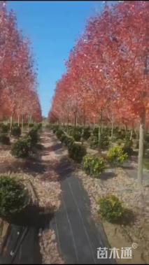 13公分美国红枫