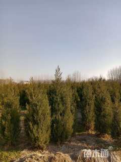 高度140厘米塔柏