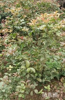 高度120厘米佛顶珠