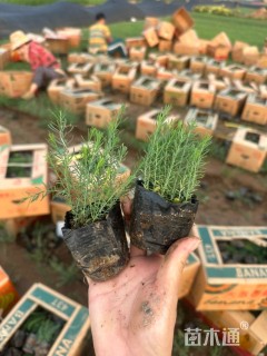 高度5厘米宿根亚麻