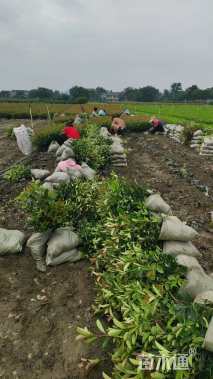 高度40厘米红叶石楠小苗