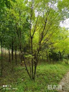 高度600厘米丛生五角枫