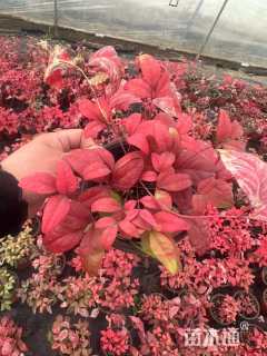 高度15厘米火焰南天竹