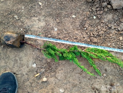 高度40厘米小龙柏