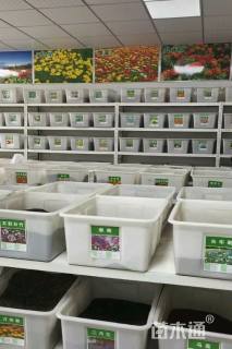 高度50厘米堆心菊