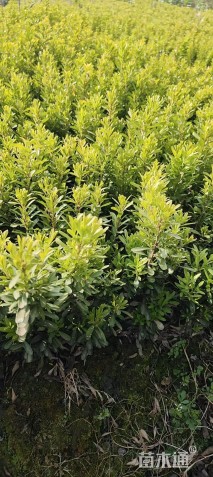 高度30厘米小叶女贞