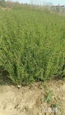 高度50厘米水蜡