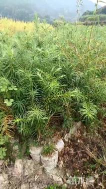 高度30厘米杉木小苗