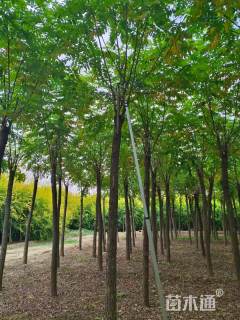 10公分嫁接香花槐