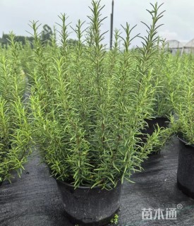 高度30厘米迷迭香