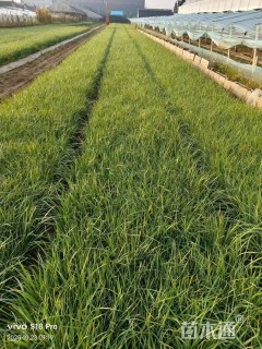 高度20厘米马莲