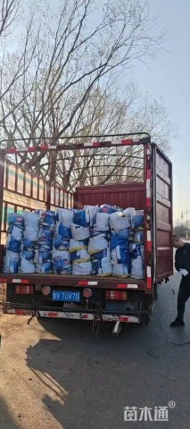 高度30厘米黄金菊